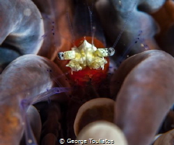 Bubble Coral shrimp!!! by George Touliatos 